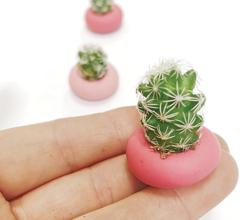 Succulent Native is Growing - Austin Monthly Magazine