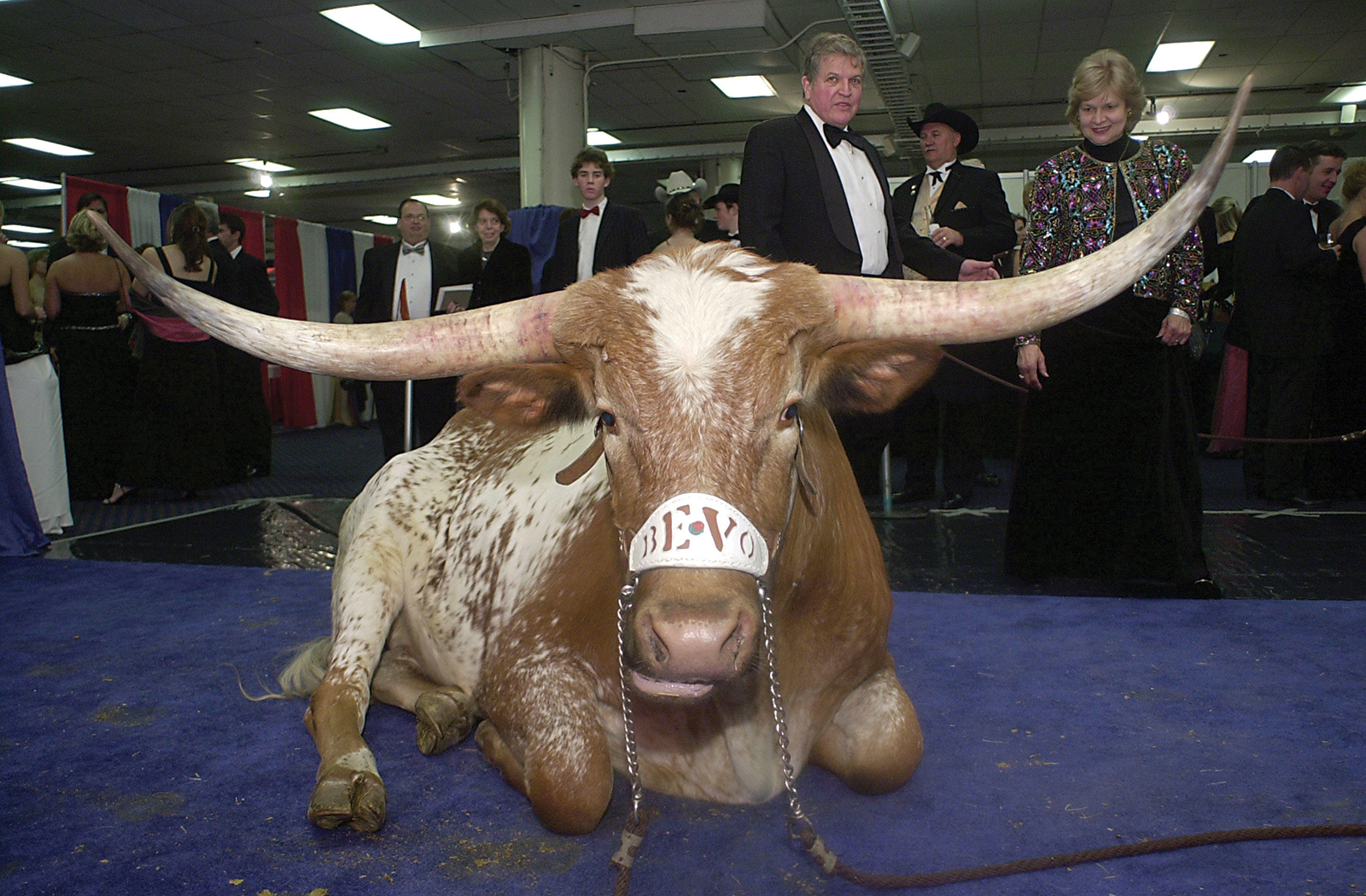 Bevo's Long Ride to the Mascot Mountaintop - Austin Monthly Magazine