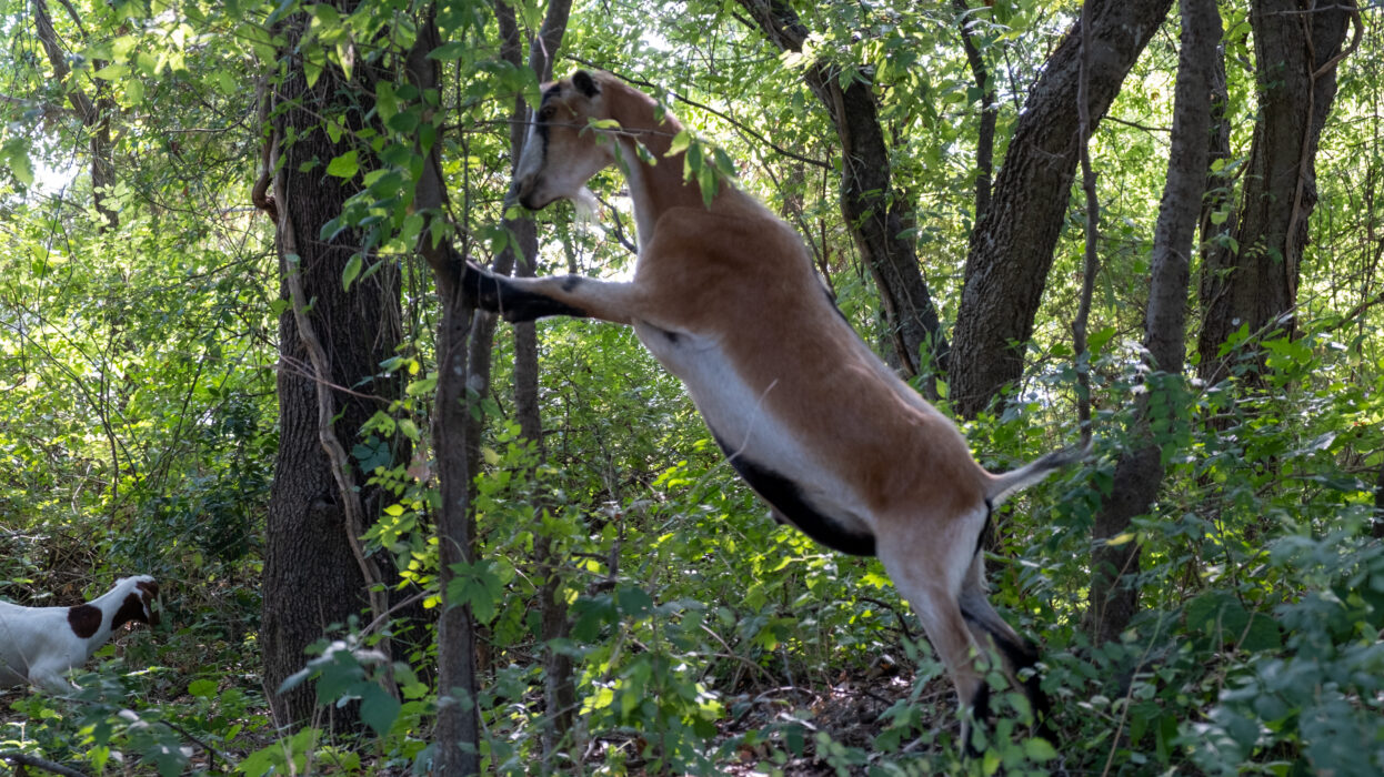 Goats are Cleaning Up Austin Trails—and We're All For It - Austin ...