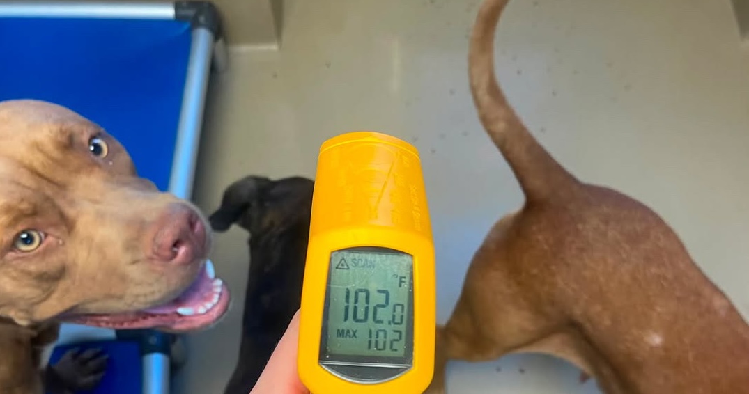 Volunteers Call for Help as Austin Animal Services Faces Air Conditioning Issues